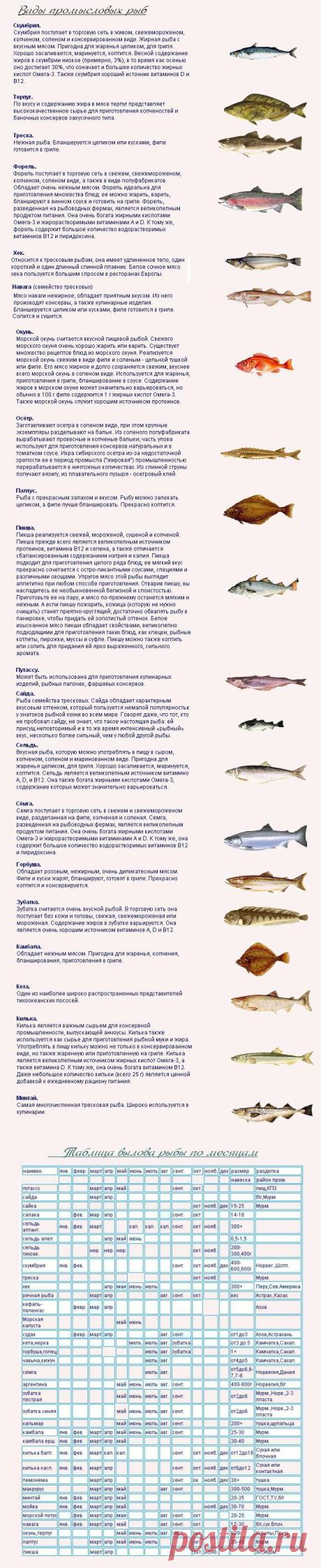 Хозяюшка. Кушать подано! - Виды промысловых рыб и сезонные сроки их вылова