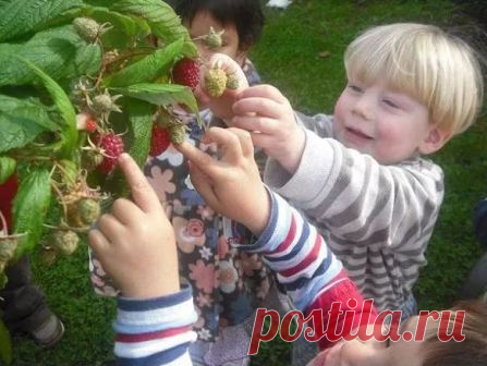 Рецепты сладких блюд с малиной для детей, подборка быстрых десертов, напитков, коктейлей, горячих блюд, тортов, суфле. Вкусные малиновые десерты для детей, как приготовить.