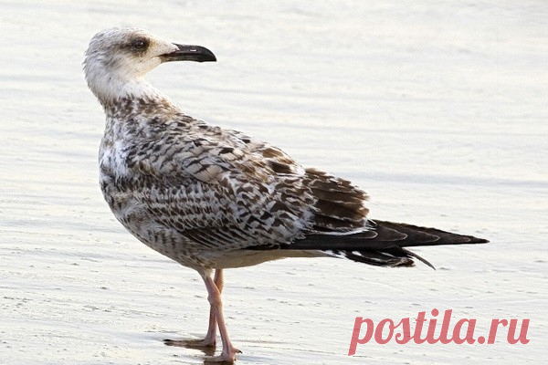 Чайке запретили заходить в магазин в Британии Чайке по имени Стивен официально запретили заходить в продуктовый магазин в английской деревне Вайк-Реджис. Птица украла оттуда около 30 пачек чипсов со вкусом говяжьего барбекю.Менеджер торговой точки Стюарт Хаммер рассказал, что чайка каждый день заходит в магазин, хватает с нижней...