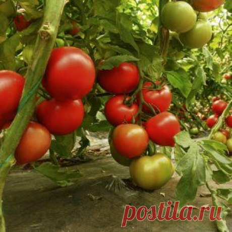 7 самых урожайных сортов томатов