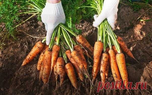 Сеем морковь... с кофе!

Надо перемешать семена моркови с высушенным испитым кофе. Эффект от этого такой - реже сеятся семена (меньше прореживать), и удобряют. А самое главное, что запах кофе отпугивает паразитов, вредителей моркови! Урожай всегда отличный и хранится всю зиму.
