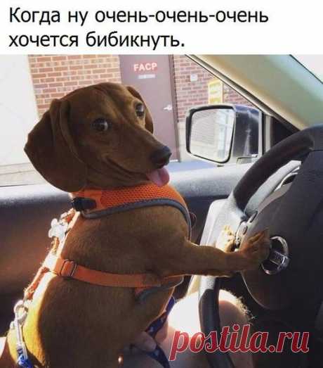 Анюта Гардеева