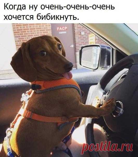 Анюта Гардеева