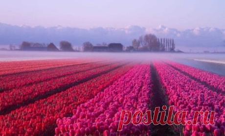 Тюльпановое утро в Северной Голландии...Красиво..🌷🌷🌷