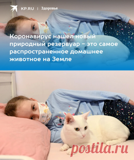 5-7-22-Коронавирус нашел новый природный резервуар - это самое распространенное домашнее животное на Земле - KP.Ru