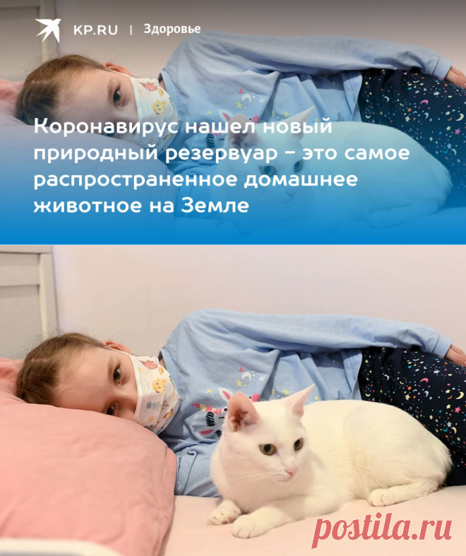 5-7-22-Коронавирус нашел новый природный резервуар - это самое распространенное домашнее животное на Земле - KP.Ru