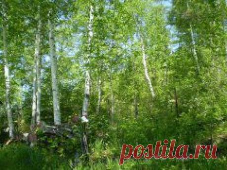 Зеленые кружева