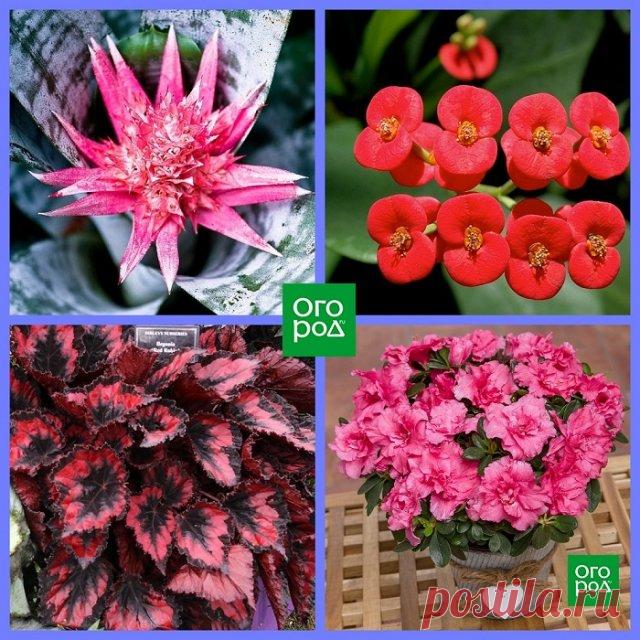 Какие комнатные растения соответствуют вашему знаку Зодиака | Полезно (Огород.ru)