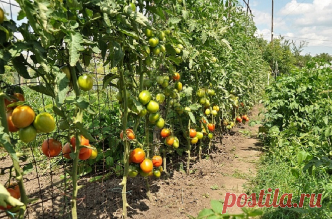 Делаем шпалеры для огурцов и помидоров