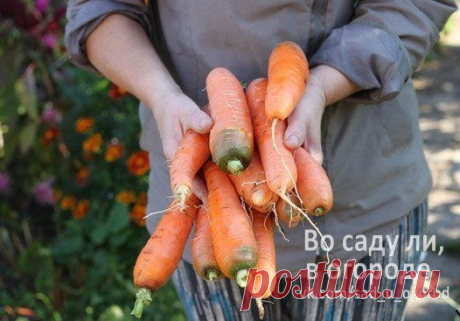 Как вырастить хорошую морковь