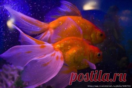 Вуалехвосты