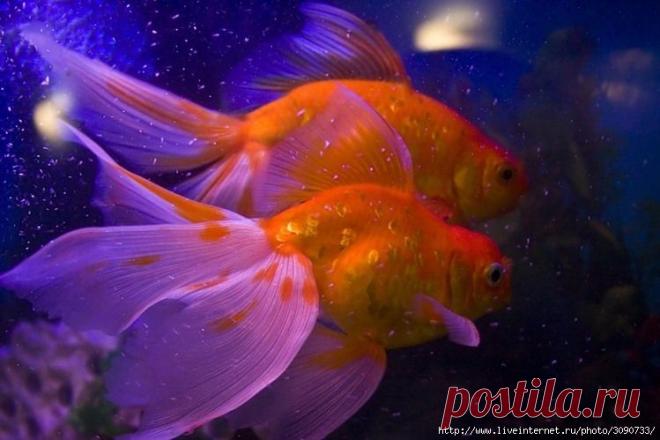 Вуалехвосты