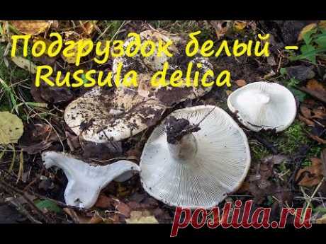 Подгруздок белый - ценный гриб! - YouTube