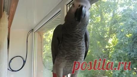 «БЕЗОБРАЗИЕ, НИКАКОГО ПОРЯДКА»! - Жако, попугай полковника из Анголы