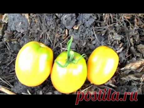 Описание сорта томата КЕНИГСБЕРГ золотой