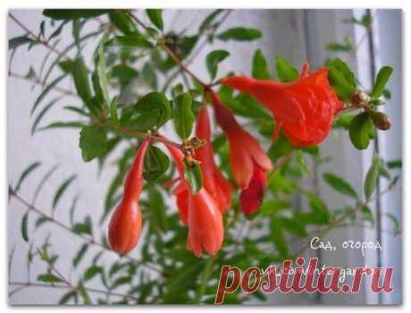 Гранат на подоконнике