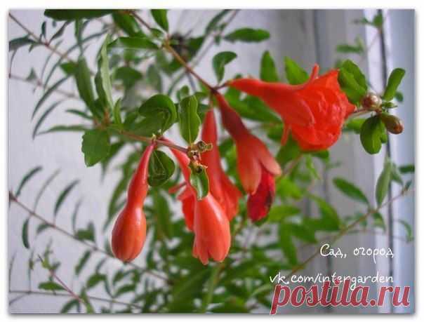 Гранат на подоконнике