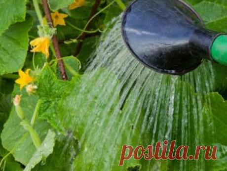 Обработка огурцов йодом: для подкормок и лечения