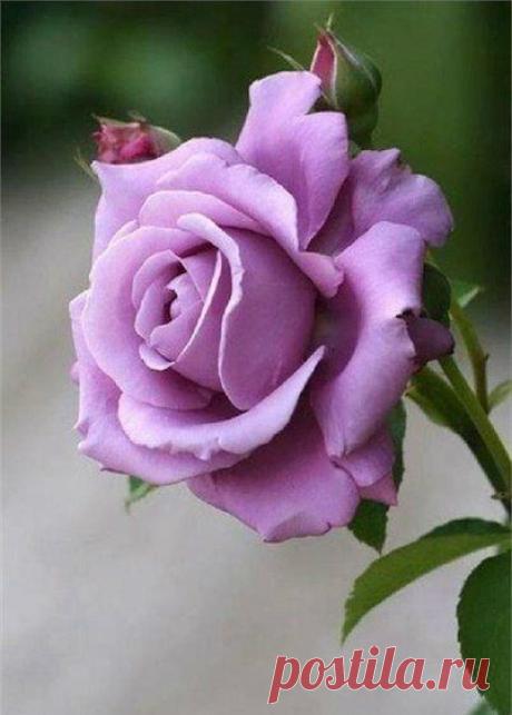 ♥ ЖИВОТНЫЕ ♥ ПРИРОДА ♥
