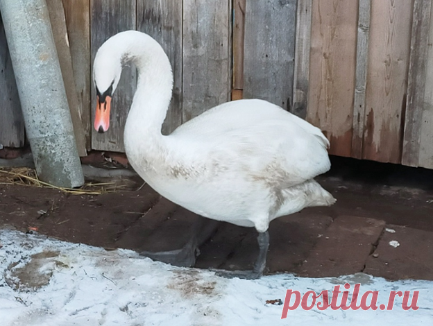 Чудной (рассказ) | Тайган | Дзен