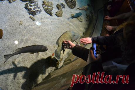 Океанариум в Санкт-Петербурге