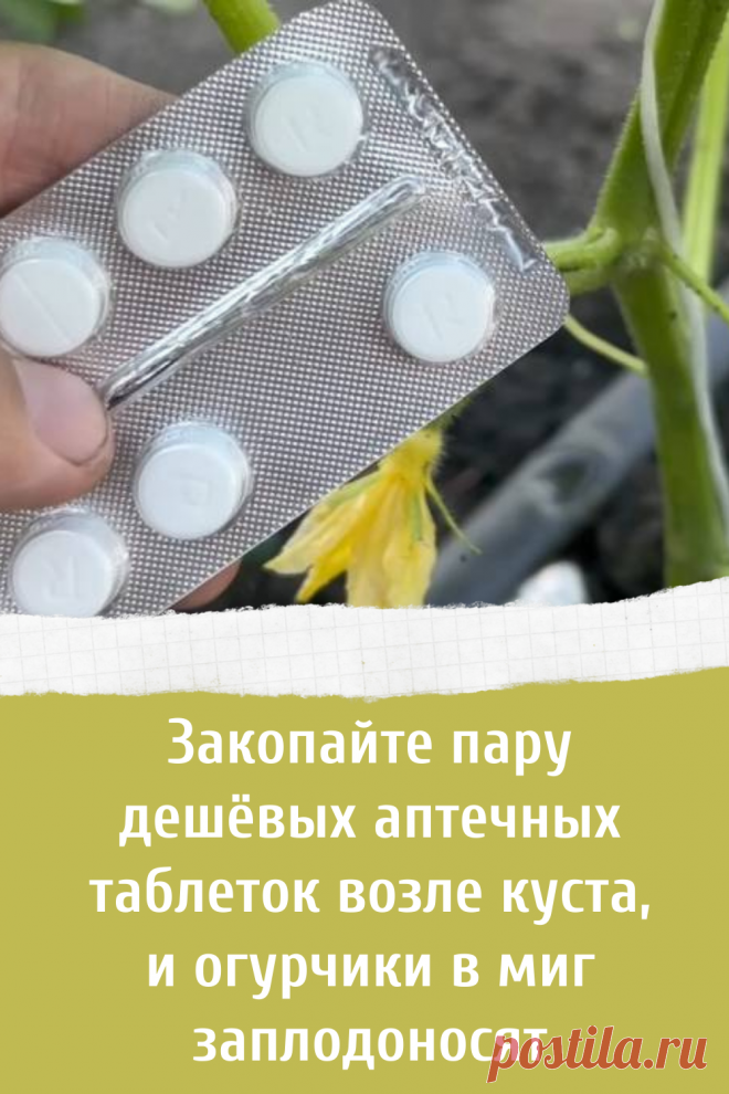 Закопайте пару дешёвых аптечных таблеток возле куста, и огурчики в миг заплодоносят