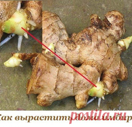 Как вырастить дома имбирь - МирТесен