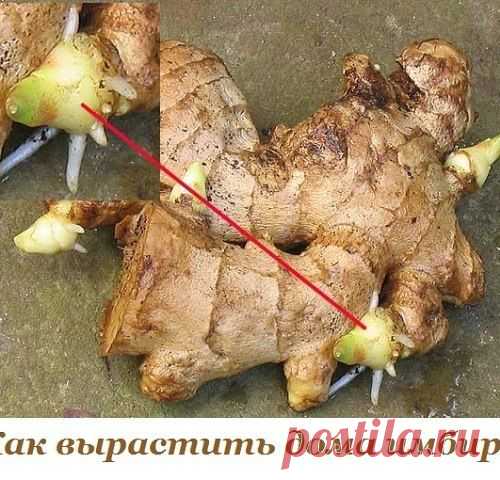 Как вырастить дома имбирь