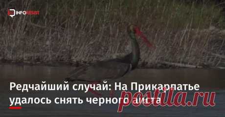 В селе Залуква, что на Ивано-Франковщине, сняли на видео черного аиста, который занесен в Красную книгу. ...