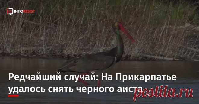 В селе Залуква, что на Ивано-Франковщине, сняли на видео черного аиста, который занесен в Красную книгу. ...