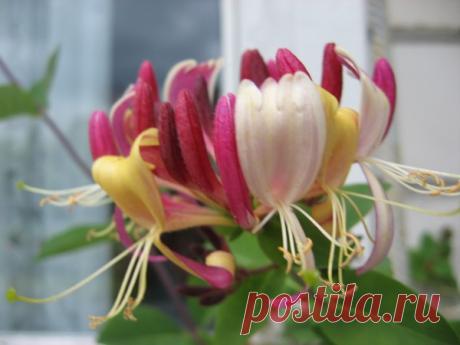 Как лично я кормлю розы.. Подкармливаю розы: 1. - Мой сад