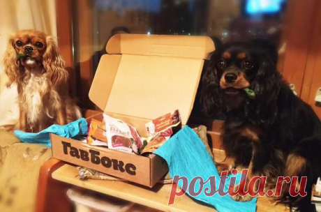 &quot;Курицам пришел #gavbox , сразу нашли себе занятие на весь вечер :) да и на последующие тоже :)&quot;
https://twitter.com/erlizz/status/496381338706923521/photo/1