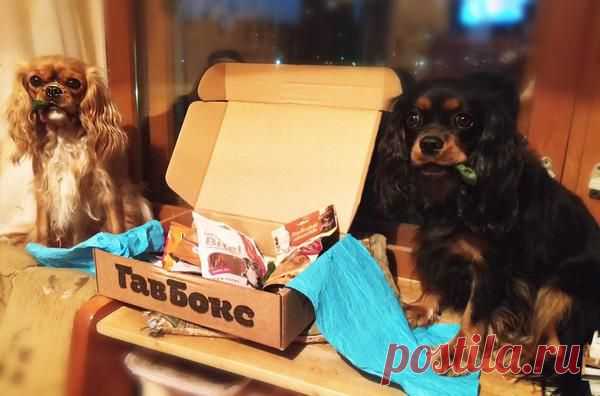 "Курицам пришел #gavbox , сразу нашли себе занятие на весь вечер :) да и на последующие тоже :)"
https://twitter.com/erlizz/status/496381338706923521/photo/1