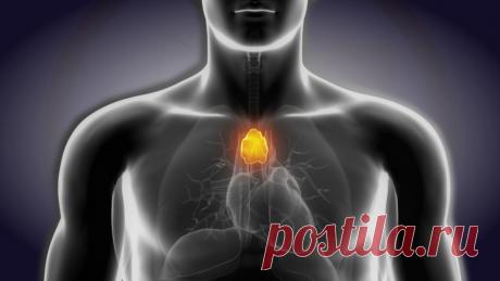Тимус. «Точка счастья». Повышаем иммунитет, улучшаем настроение | Екатерина Брагина | Яндекс Дзен