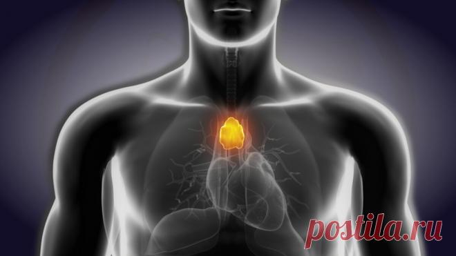 Тимус. «Точка счастья». Повышаем иммунитет, улучшаем настроение | Екатерина Брагина | Яндекс Дзен