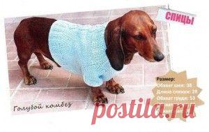 ДЛЯ СОБАК | Записи в рубрике ДЛЯ СОБАК | Дневник Копушка