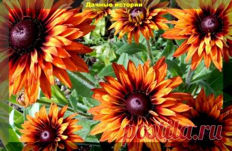 Цветник который сам себя засевает. Более тридцати цветов, которые хорошо размножаются самосевом | Дачные истории | Яндекс Дзен