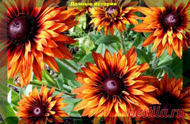 Цветник который сам себя засевает. Более тридцати цветов, которые хорошо размножаются самосевом | Дачные истории | Яндекс Дзен