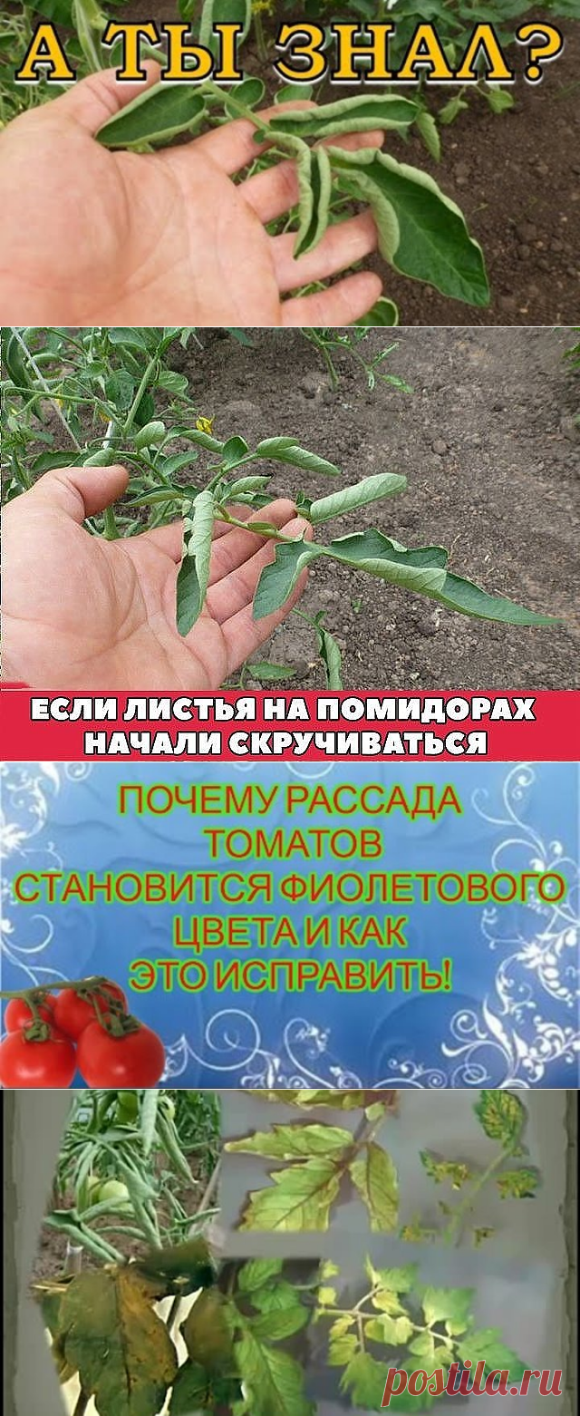 (1) Одноклассники