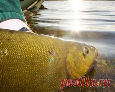 Рыбалка за линем в июле