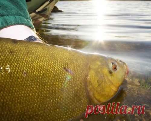 Рыбалка за линем в июле