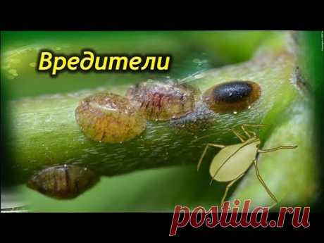 Вредители Замиокулькаса. Как избавится от вредителей Долларового дерева.