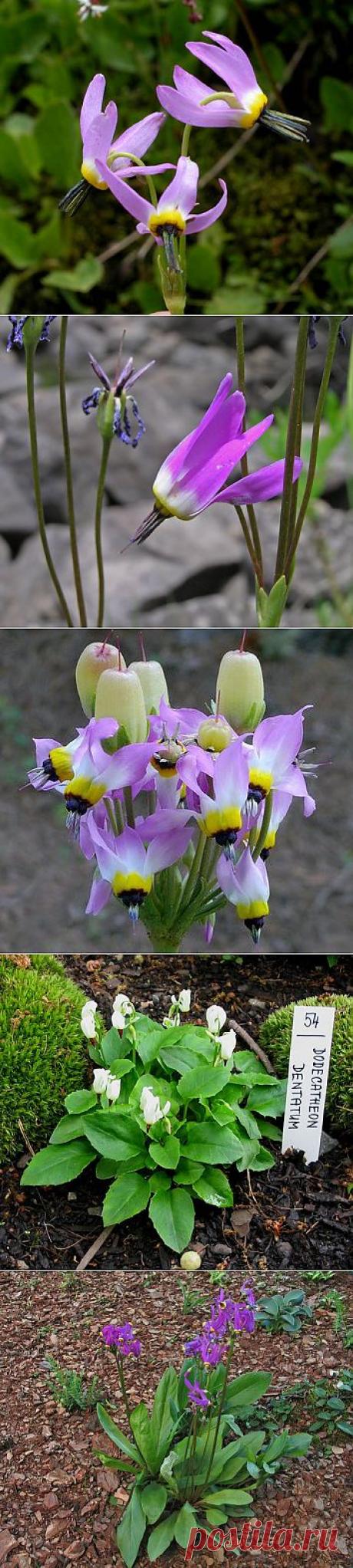 Какой же удивительный он, этот додекатеон. Сохраните любой пост с сайта 7dach.ru в Постиле и выиграйте призы от интернет-магазина Клуб Красоты. Чем больше постов - тем выше шансы. Розыгрыш состоится в понедельник, 30 января. В акции участвуют все посты, которые содержат этот текст или фото призов!