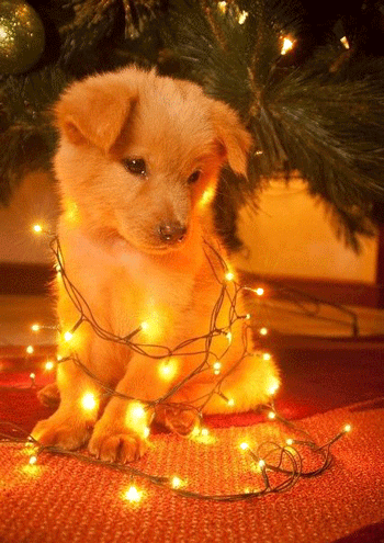 Фото – Google+