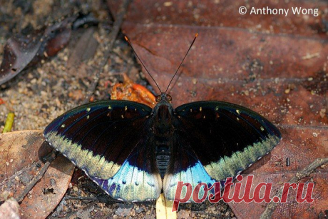 Lexias pardalis
#Бабочка из семейства Nymphalidae (нимфалиды) самец