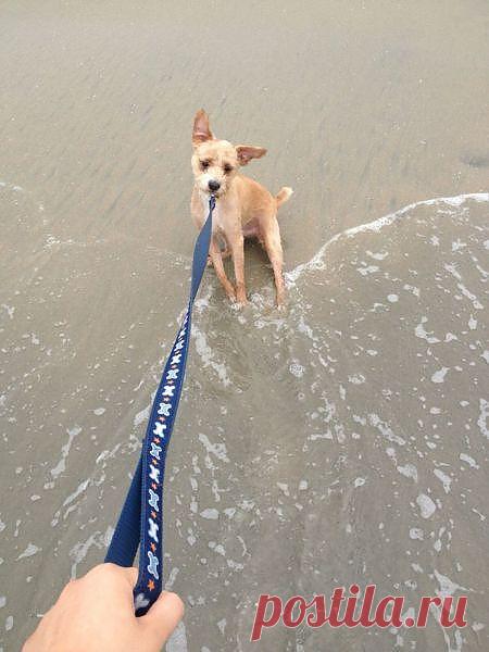 Хозяин,ты , главное, не  бойся ,   иди смелее--я тебя держу!