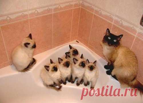 Гордые мамочки очаровательных котят / Питомцы