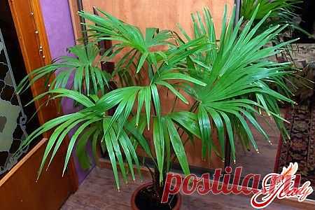Комнатные пальмы – виды и разновидности тропических деревьев