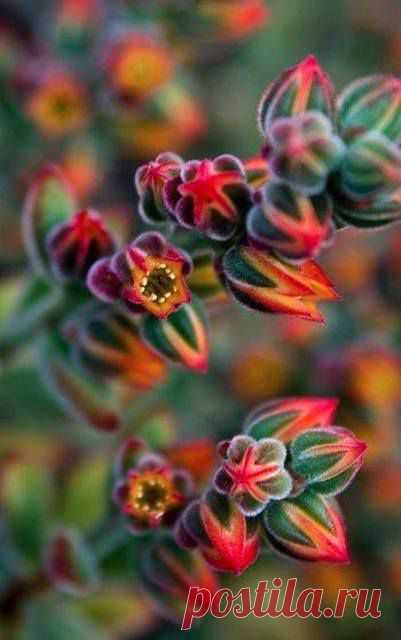 Colorful Succulent❤•(✿)•❤