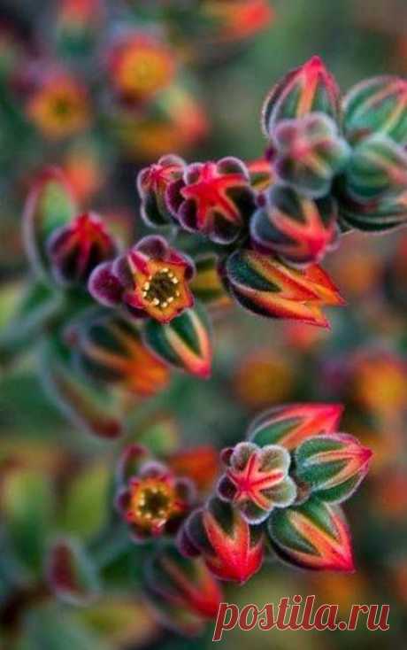 Colorful Succulent❤•(✿)•❤
